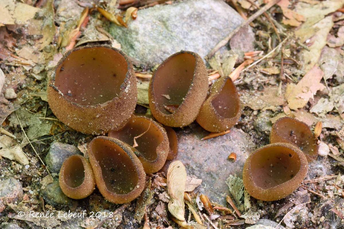 Peziza phyllogena image
