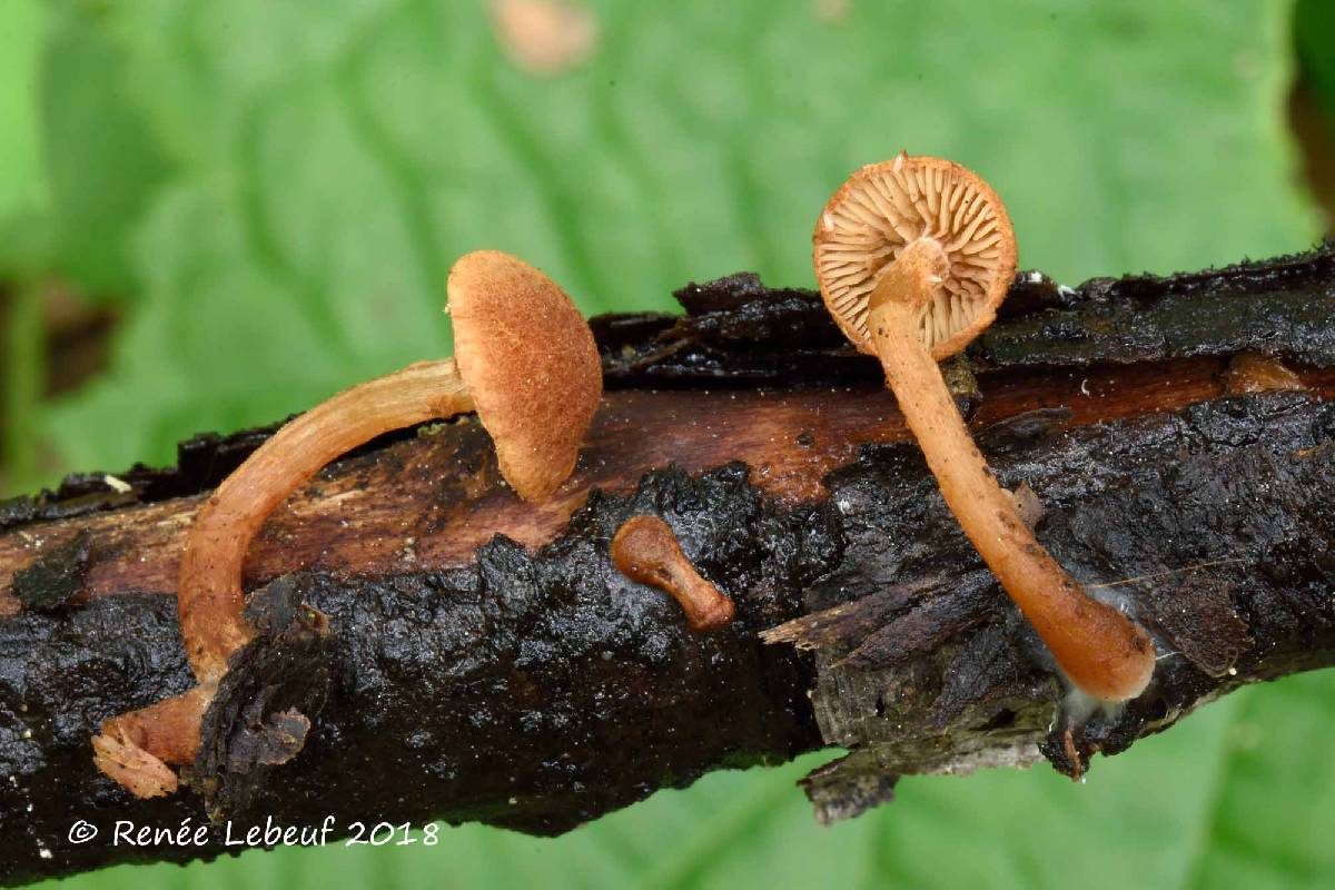 Phaeomarasmius borealis image