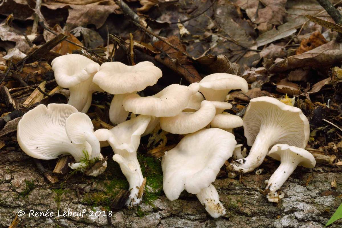 Pleurotus pulmonarius image