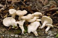 Image of Pleurotus pulmonarius