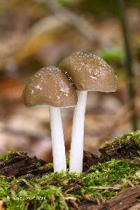 Pluteus americanus image