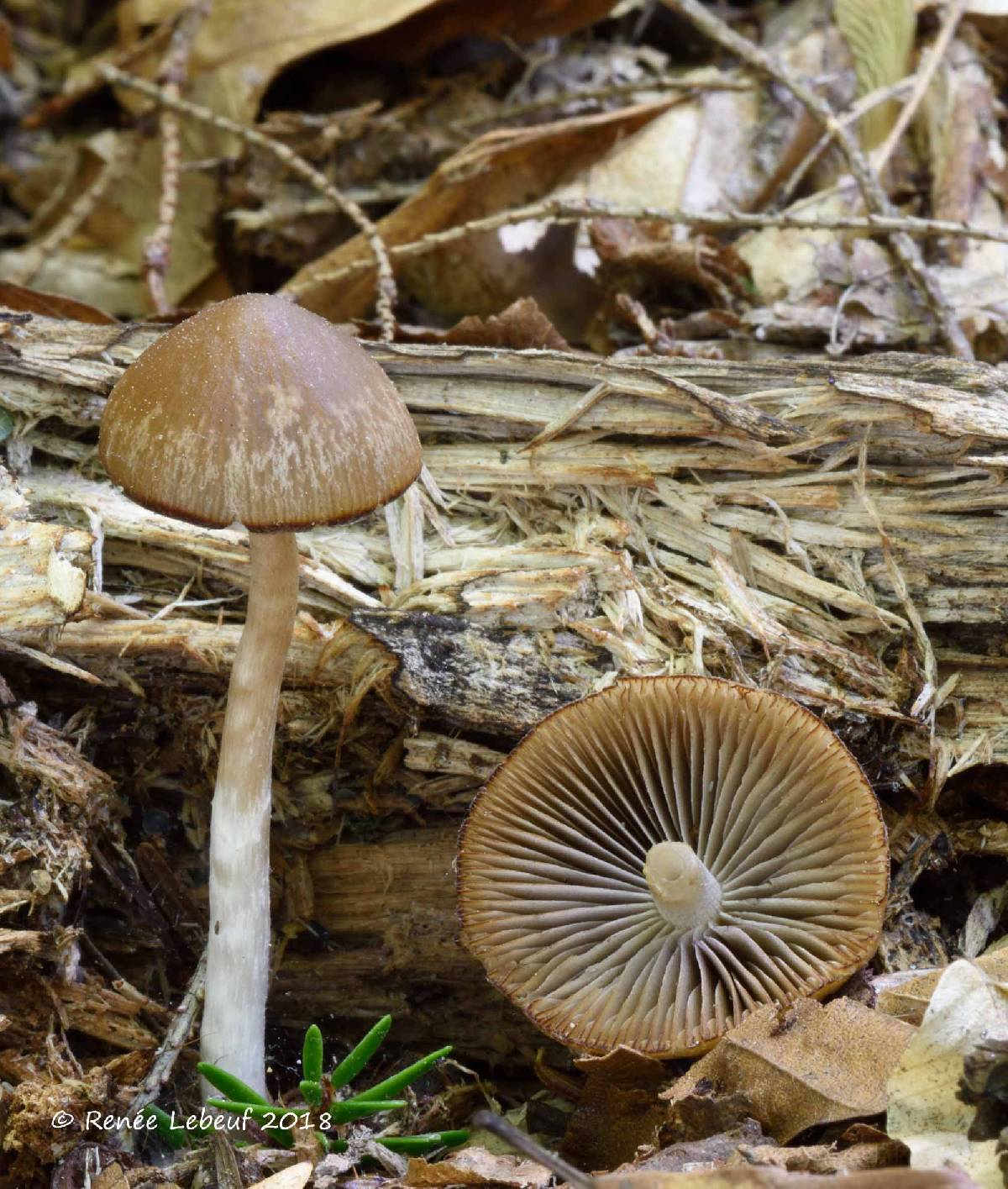 Psathyrella fuscospora image