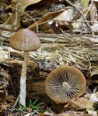 Image of Psathyrella fuscospora