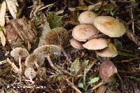 Psilocybe phyllogena image