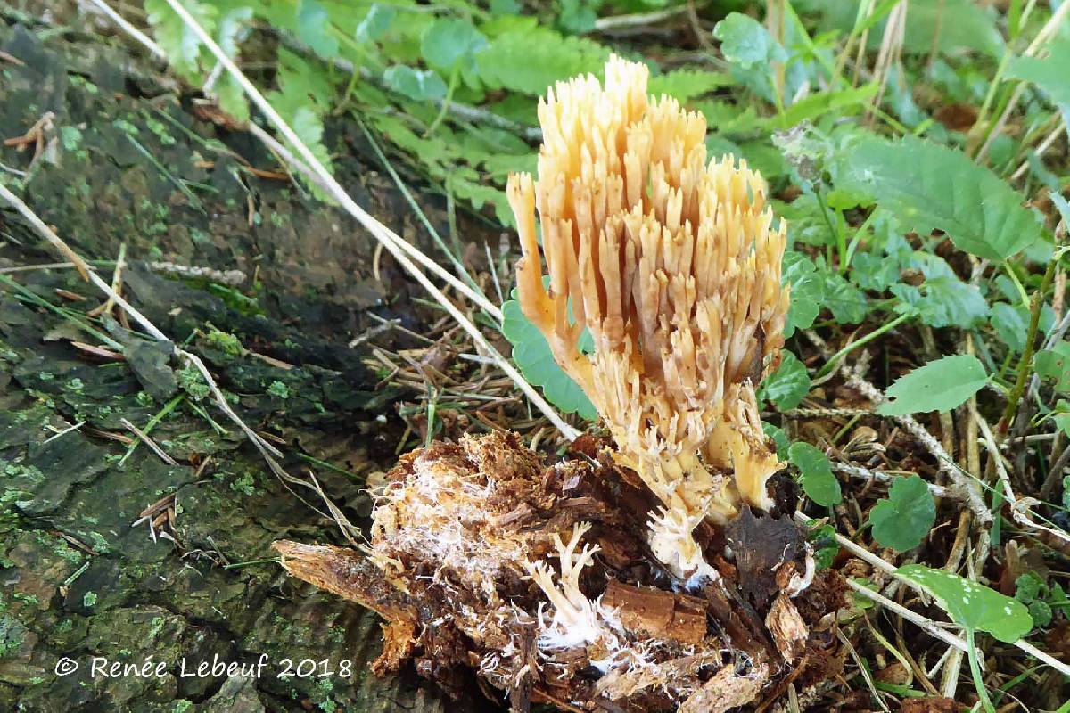 Ramaria apiculata var. brunnea image