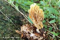 Ramaria apiculata image