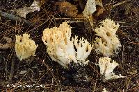 Ramaria divaricata image