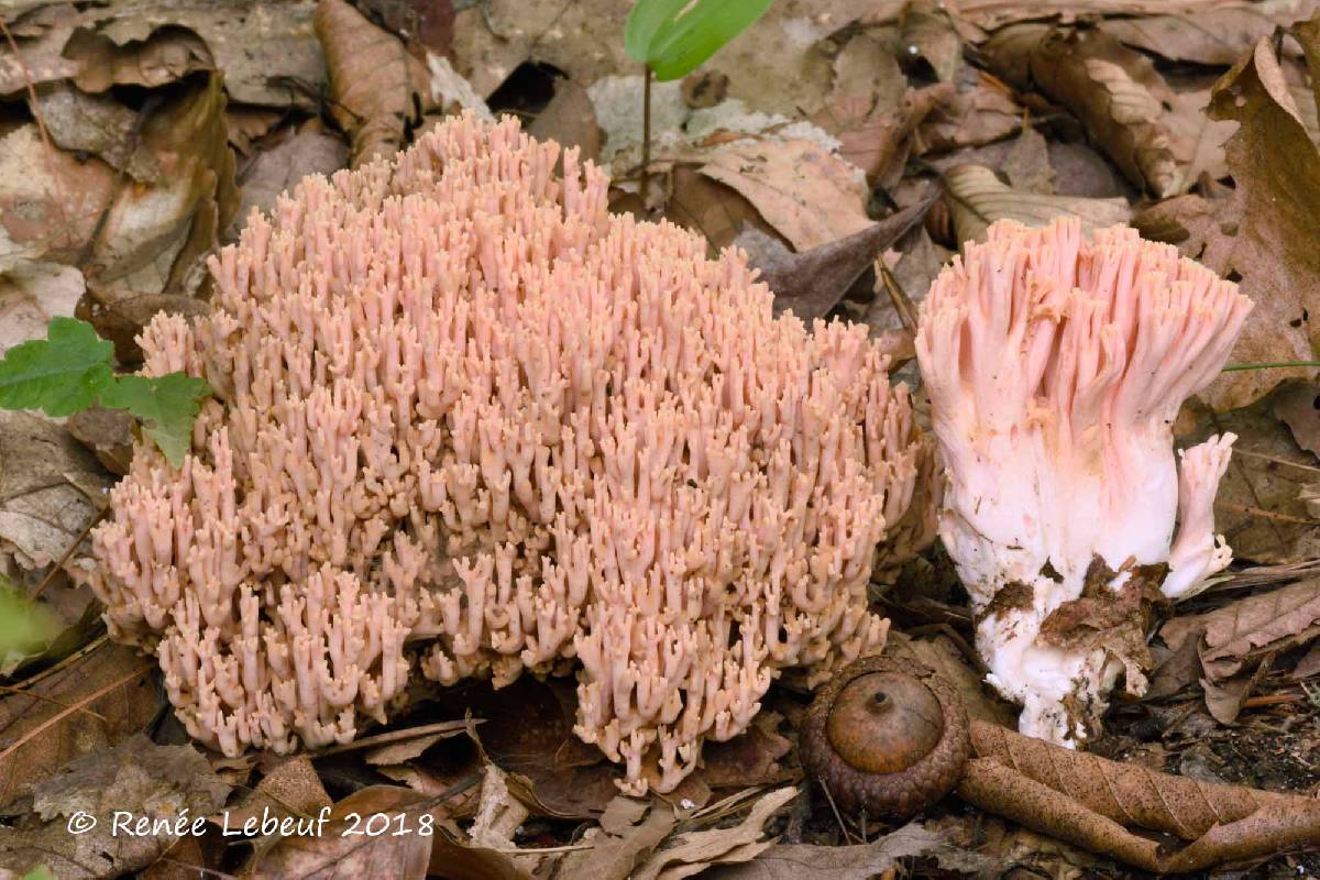 Ramaria formosa image