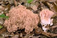 Image of Ramaria formosa