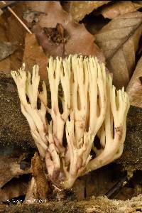 Ramaria stricta image