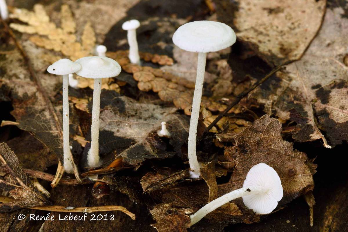 Resinomycena rhododendri image