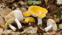 Russula ochroleucoides image