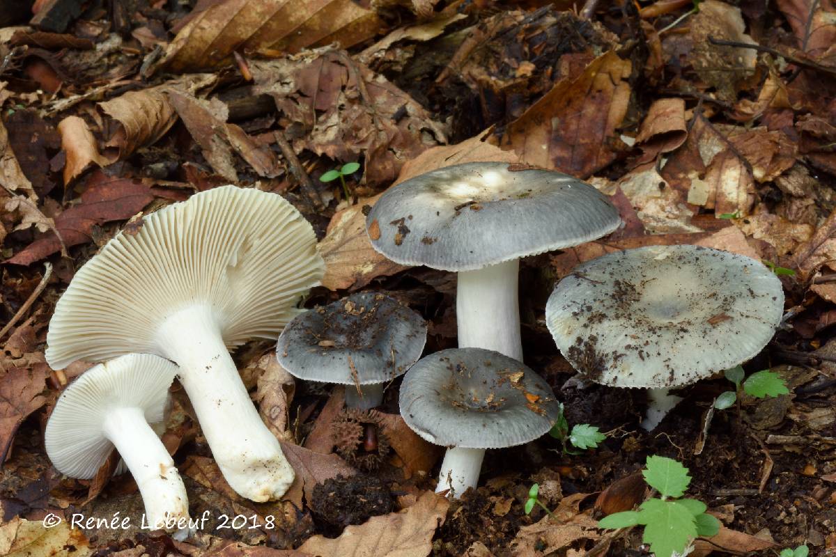 Russula redolens image