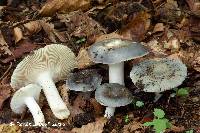 Image of Russula redolens