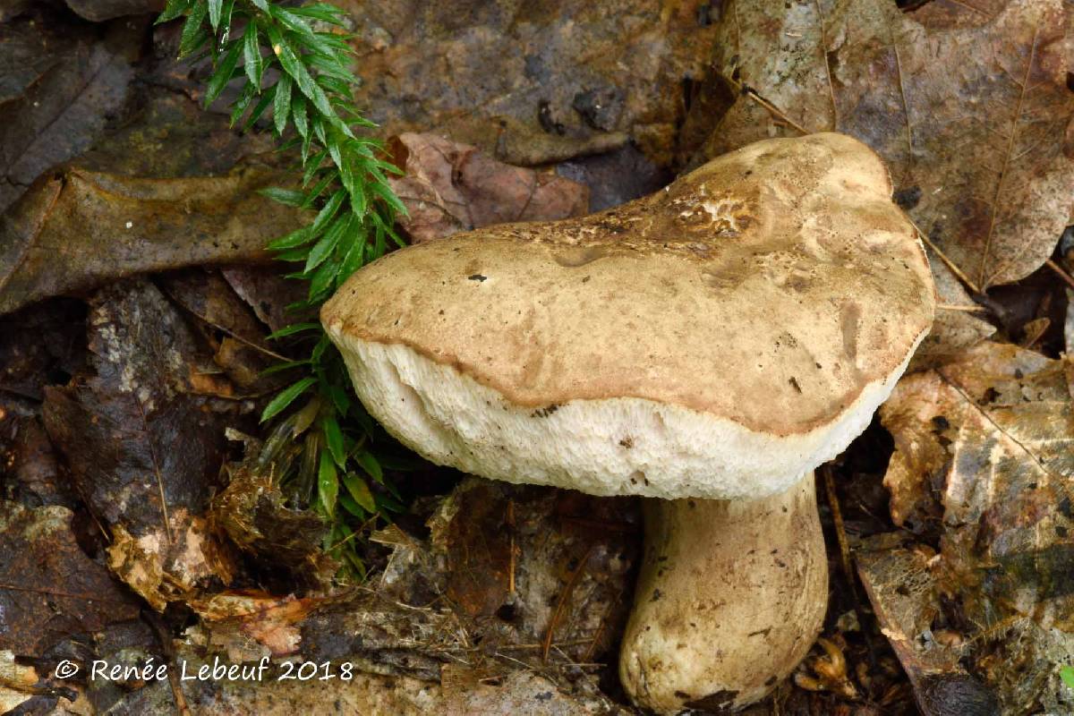 Tylopilus appalachiensis image