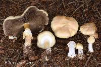 Agaricus silvicola image