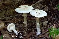 Amanita abrupta image