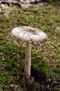 Amanita pseudovolvata image