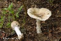 Amanita spreta image