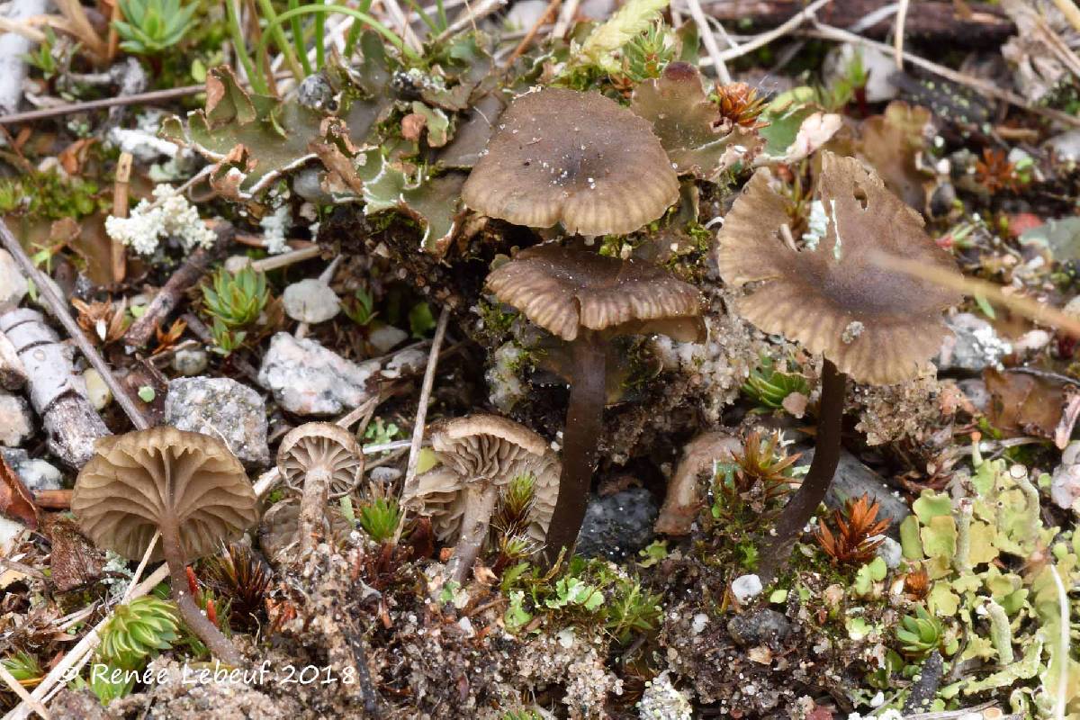 Arrhenia obscurata image