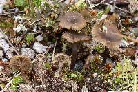 Image of Clitocybe atrobrunnea