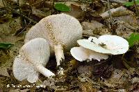 Leucopaxillus giganteus image