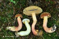 Boletus sensibilis image