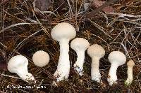 Lycoperdon muscorum image