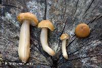 Hygrocybe deceptiva image