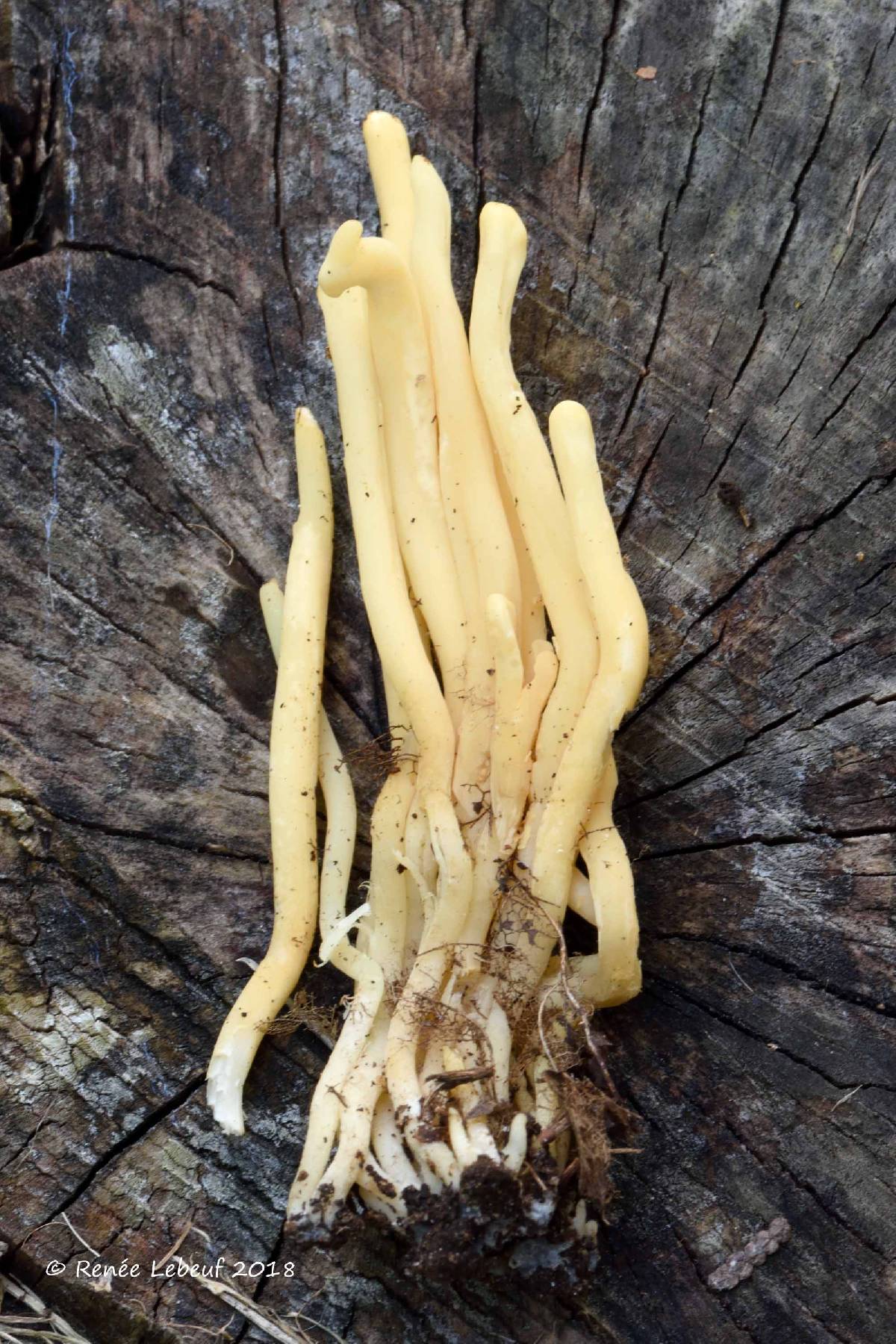 Clavaria amoenoides image