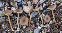 Clitocybe vibecina image