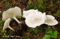 Clitocybe odora image