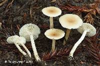 Clitocybe fragrans image