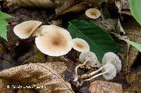 Clitocybe regularis image