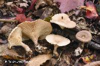 Clitocybe subclavipes image