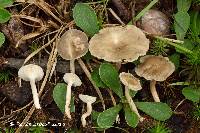 Clitocybe trulliformis image