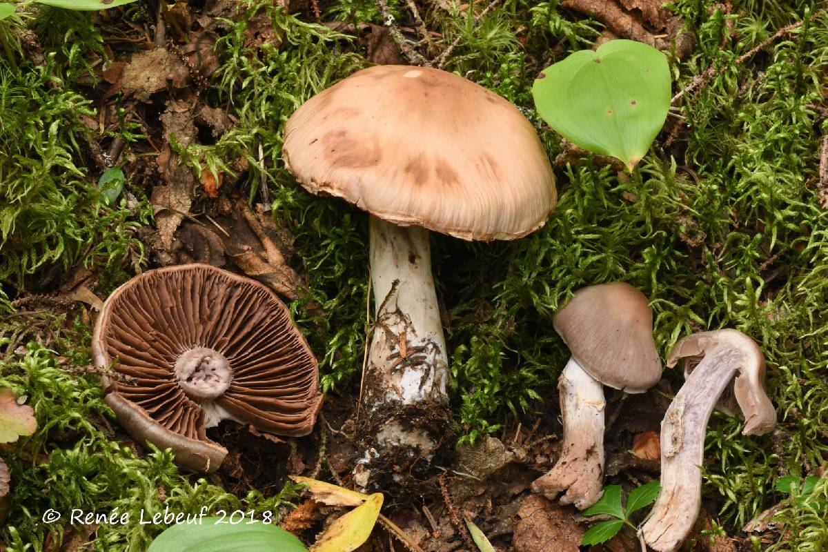 Cortinarius agathosmus image