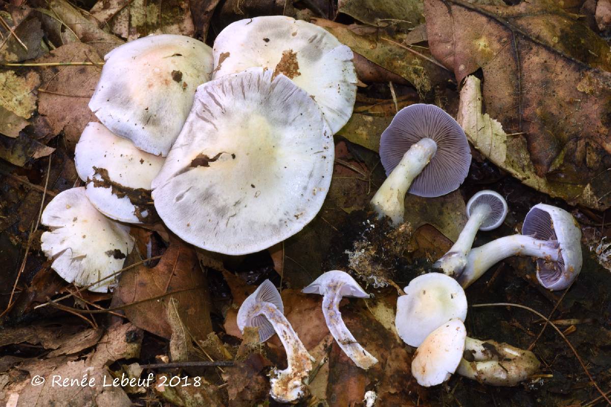 Cortinarius albomalus image