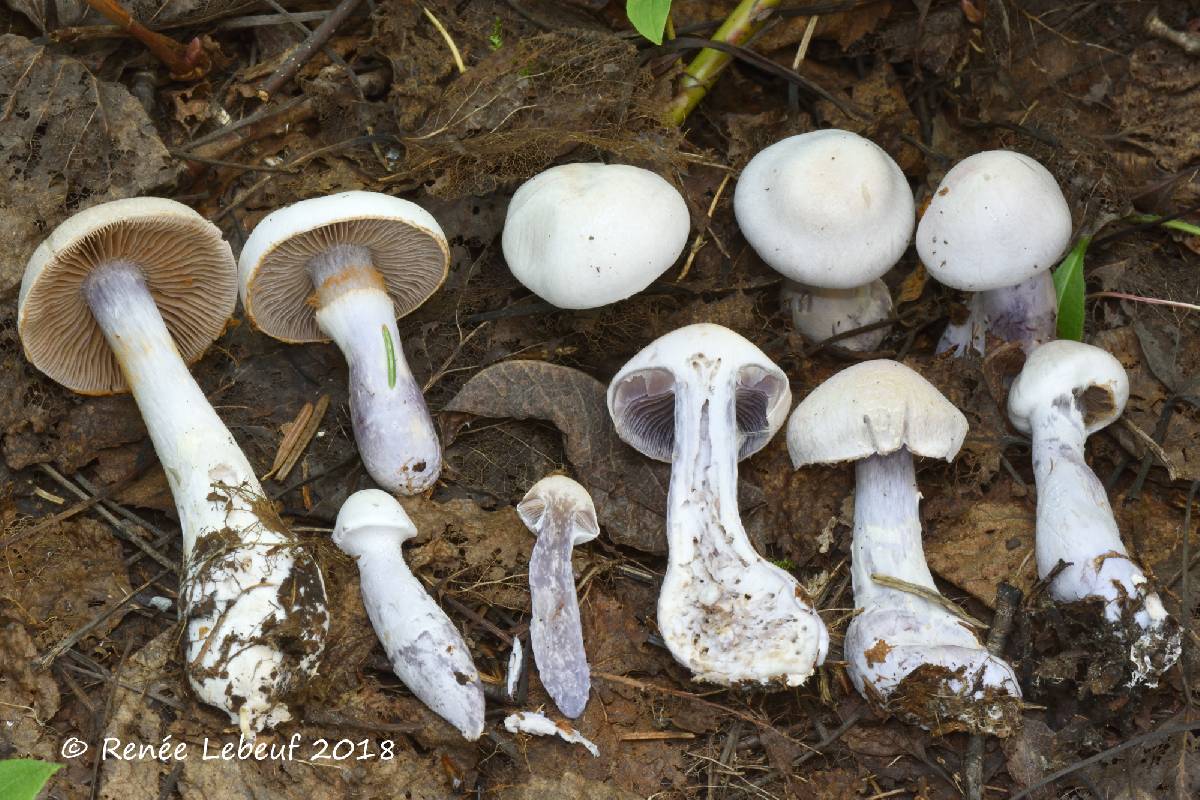 Cortinarius acutispissipes image
