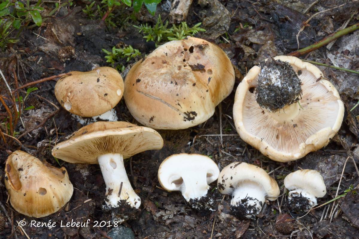 Cortinarius areni-silvae image