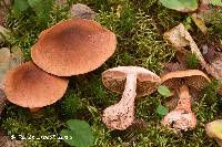 Cortinarius armillatus image