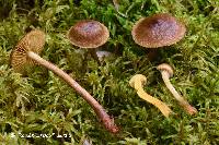 Cortinarius huronensis image