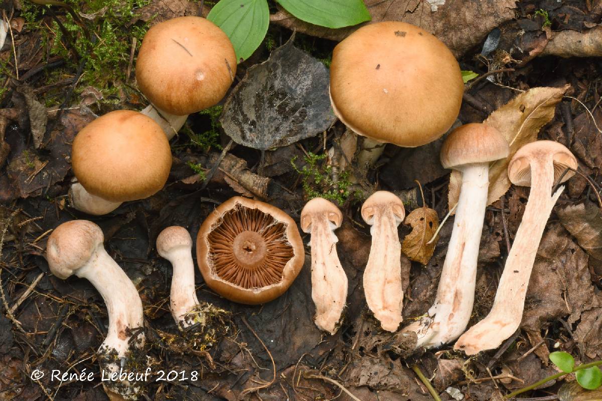 Cortinarius balaustinus image