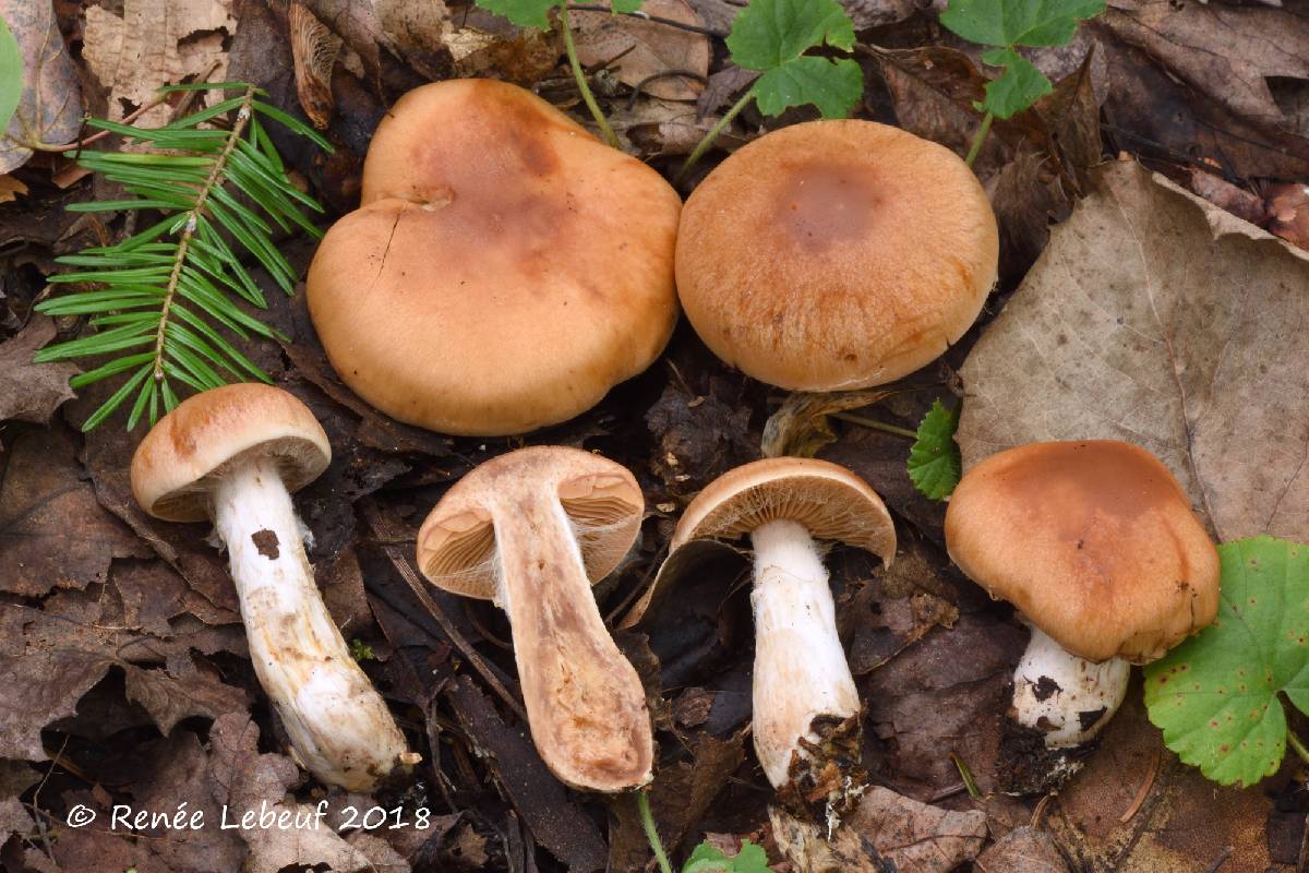 Cortinarius balaustinus image
