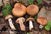 Cortinarius balaustinus image