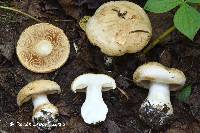 Cortinarius balteatoalbus image