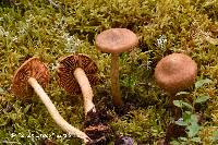 Cortinarius pellstonianus image