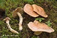 Cortinarius claricolor image