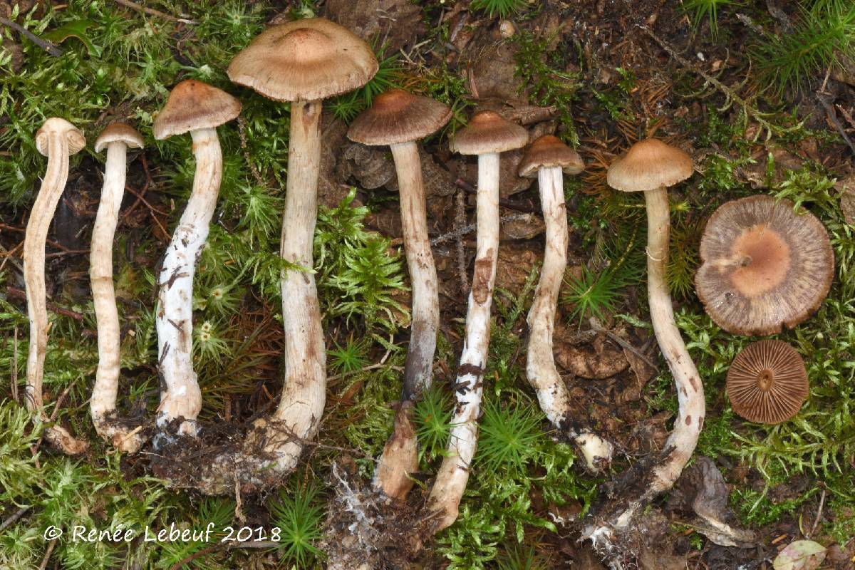 Cortinarius clarobrunneus image