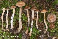 Cortinarius clarobrunneus image